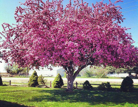 azares spring